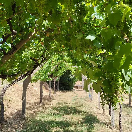 Quinta Lima *